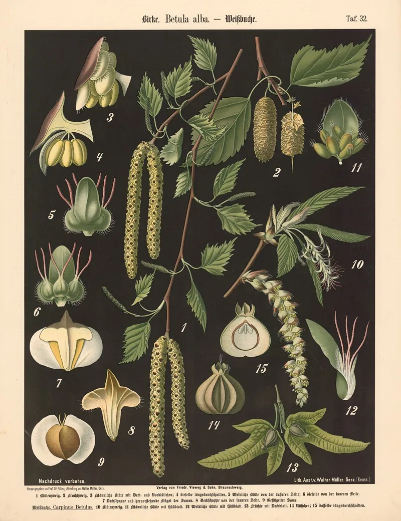 632 Birke Betula Alba