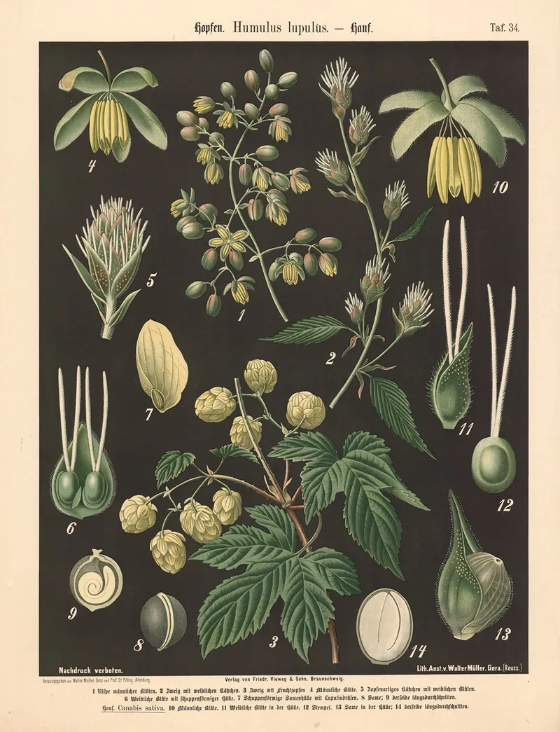 634 Hopfen Humulus Lupulus