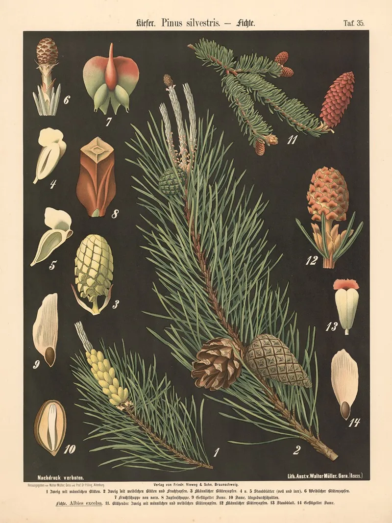 635 Kiefer Pinus Silvestris