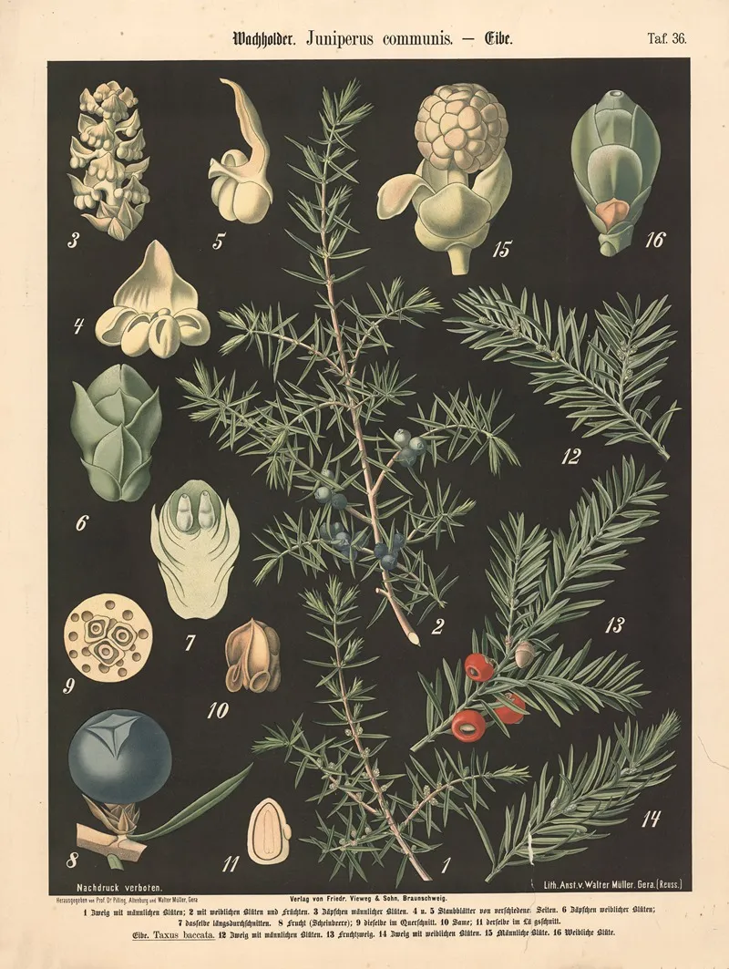 736 Wachholder Juniperus Communis