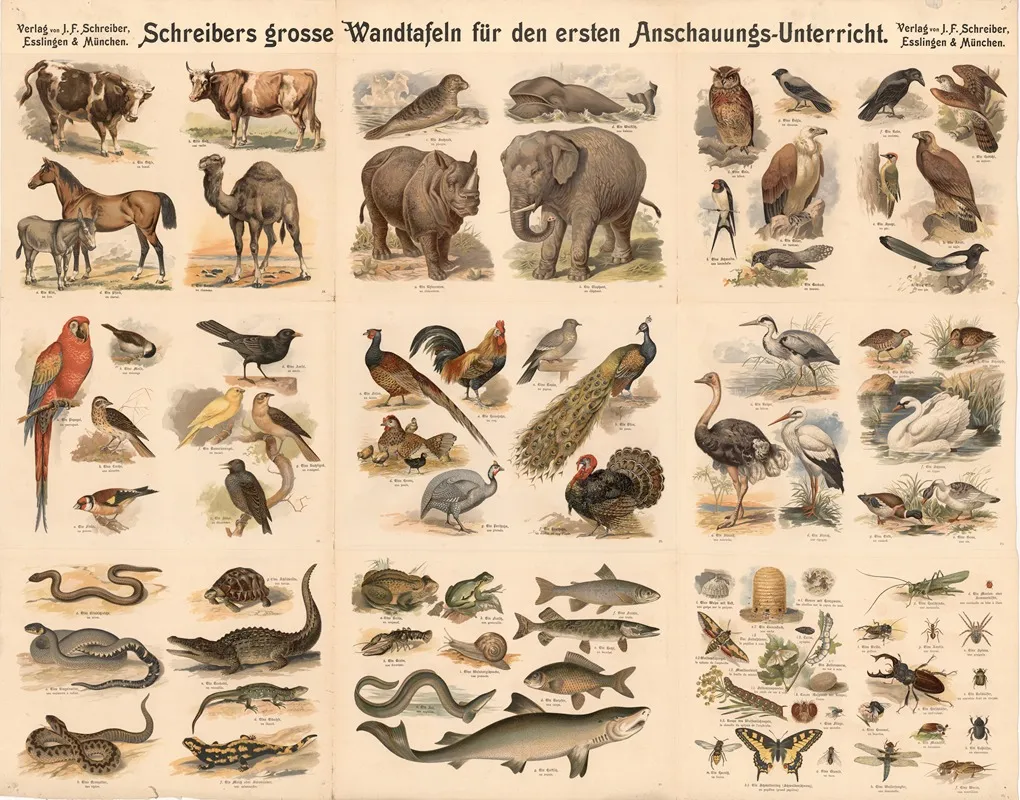 9 Pictures With Domestic And Wild Animals