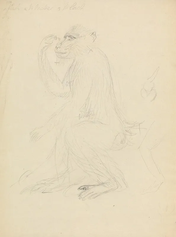 A Baboon