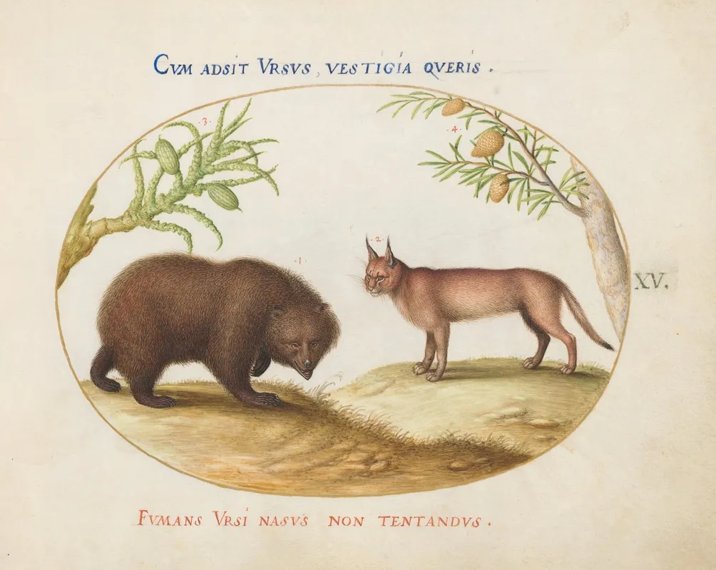 A Bear And A Lynx
