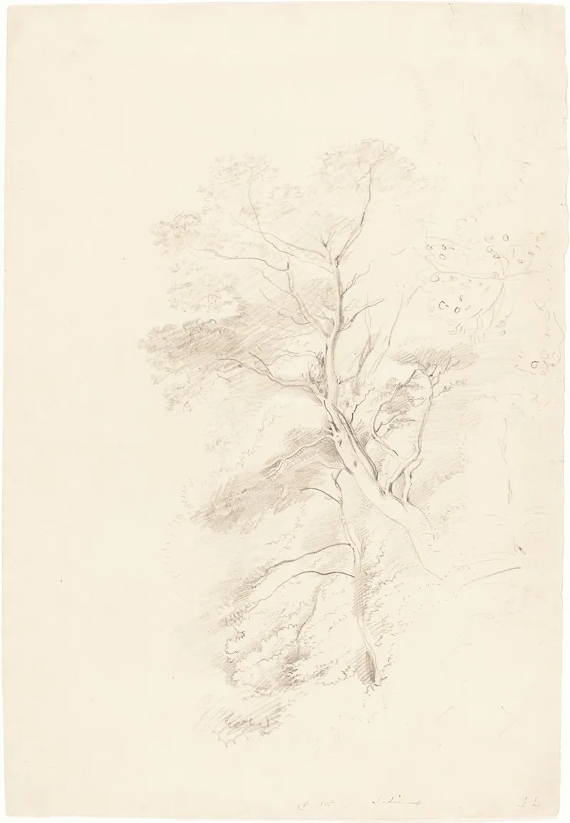 A Beech Wood Wall Art by John Linnell - Canvas Print