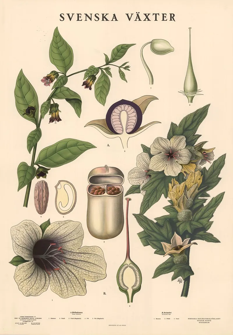 A Belladonna Atropa Belladonna B Bolmort Hyoscyamus Niger Wall Art by Max Richter - High-Resolution Digital Print