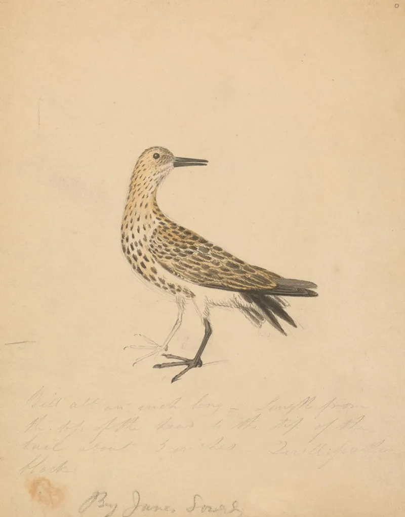 A Bird 2