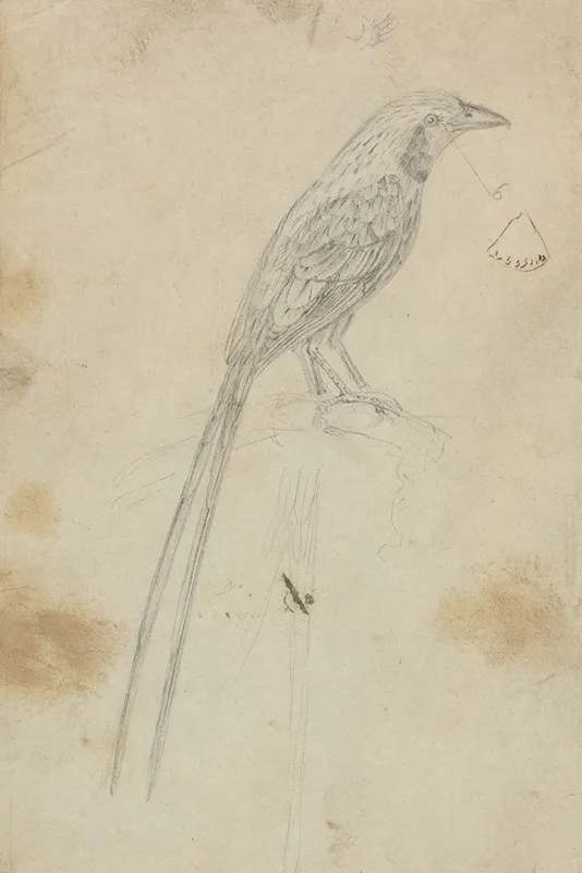 A Bird 3