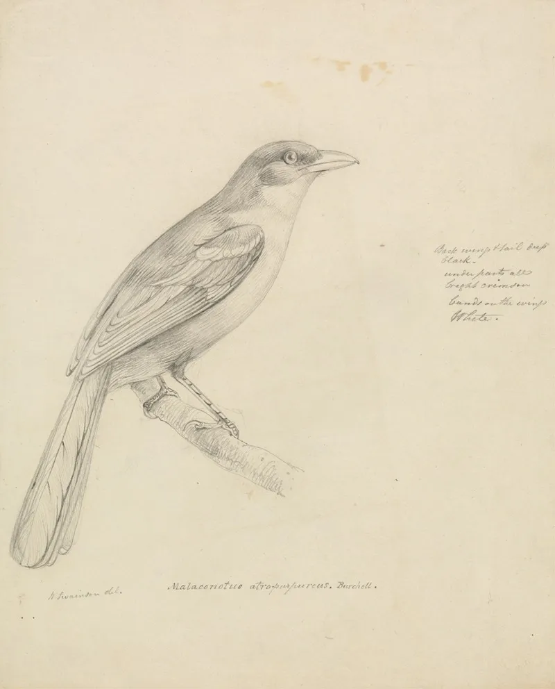 A Bird 4