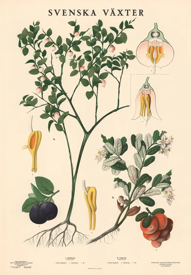 A Blabarsris Vaccinium Myrtillus B Lingonris Vaccinium Vitis Idaea Wall Art by Max Richter - High-Resolution Digital Print