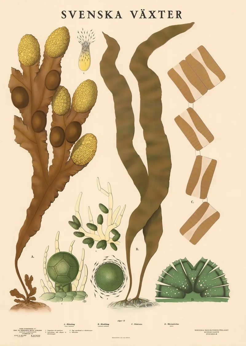 A Blastang Fucus Vesiculosus B Bladtang Laminaria Saccharina D Micrasterias Wall Art by Max Richter - High-Resolution Digital Print