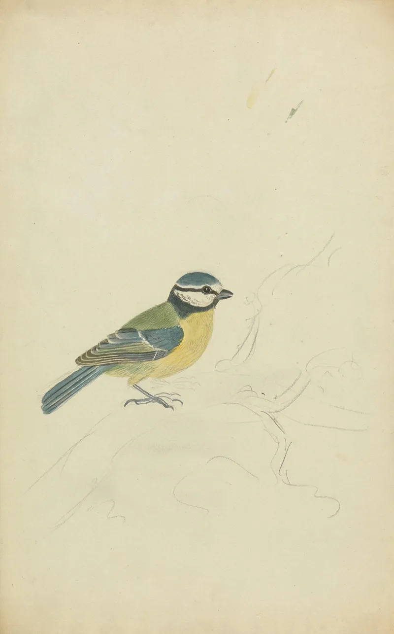 A Blue Tit