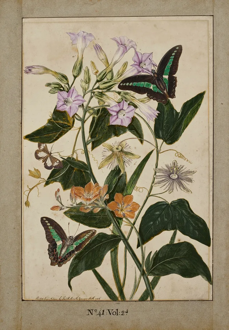 A Botanical Study Of Red Fruited Passion Flowers Virginia Tobacco Plant And Ixia With Swallowtail Butterflies Wall Art by Thomas Robins The Younger - High-Resolution Digital Print