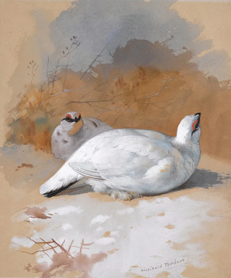 A Brace Of Ptarmigan In The Snow Wall Art by Archibald Thorburn - High-Resolution Digital Print