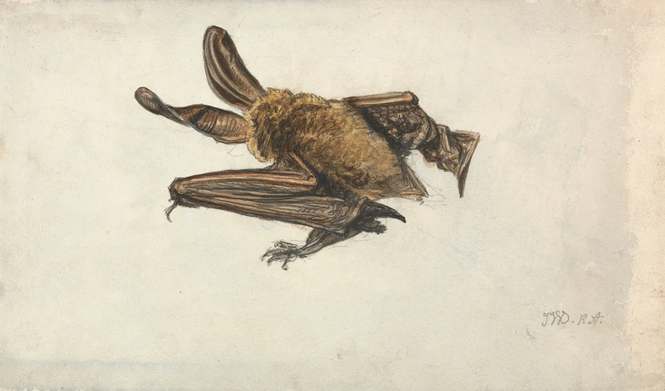 A Brown Long Eared Bat Plecotus Auritus