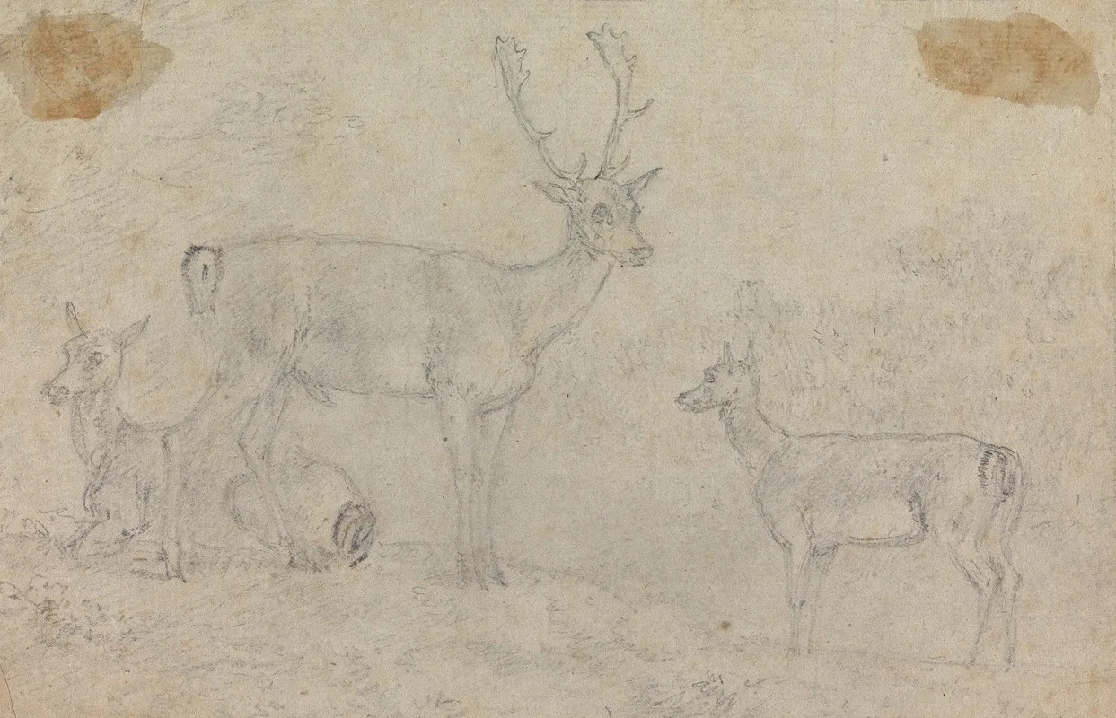 A Buck And Two Deer