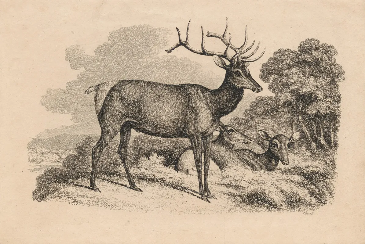 A Buck And Two Doe