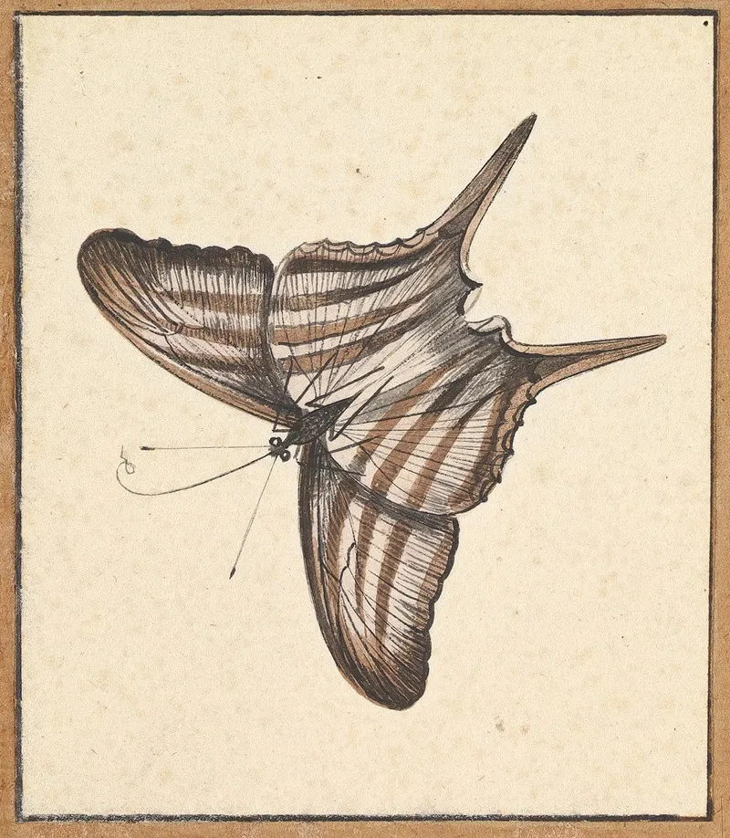 A Butterfly 2 Wall Art by Nicolaas Struyk - High-Resolution Digital Print
