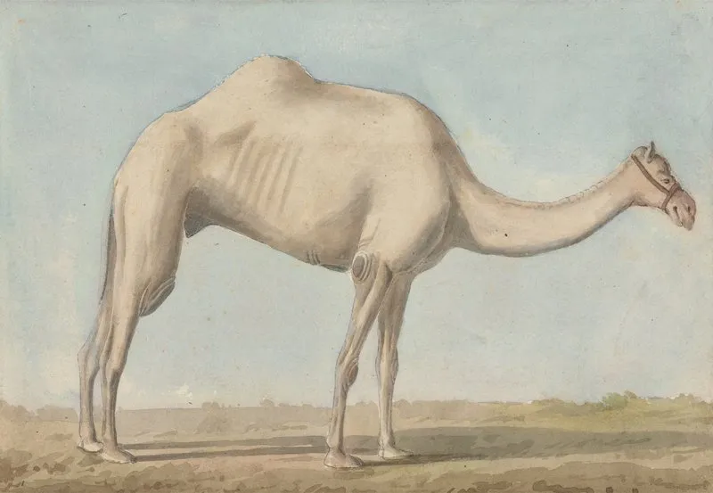 A Camel 2