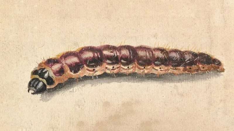 A Caterpillar Wall Art by Jan Vincentsz van der Vinne - High-Resolution Digital Print