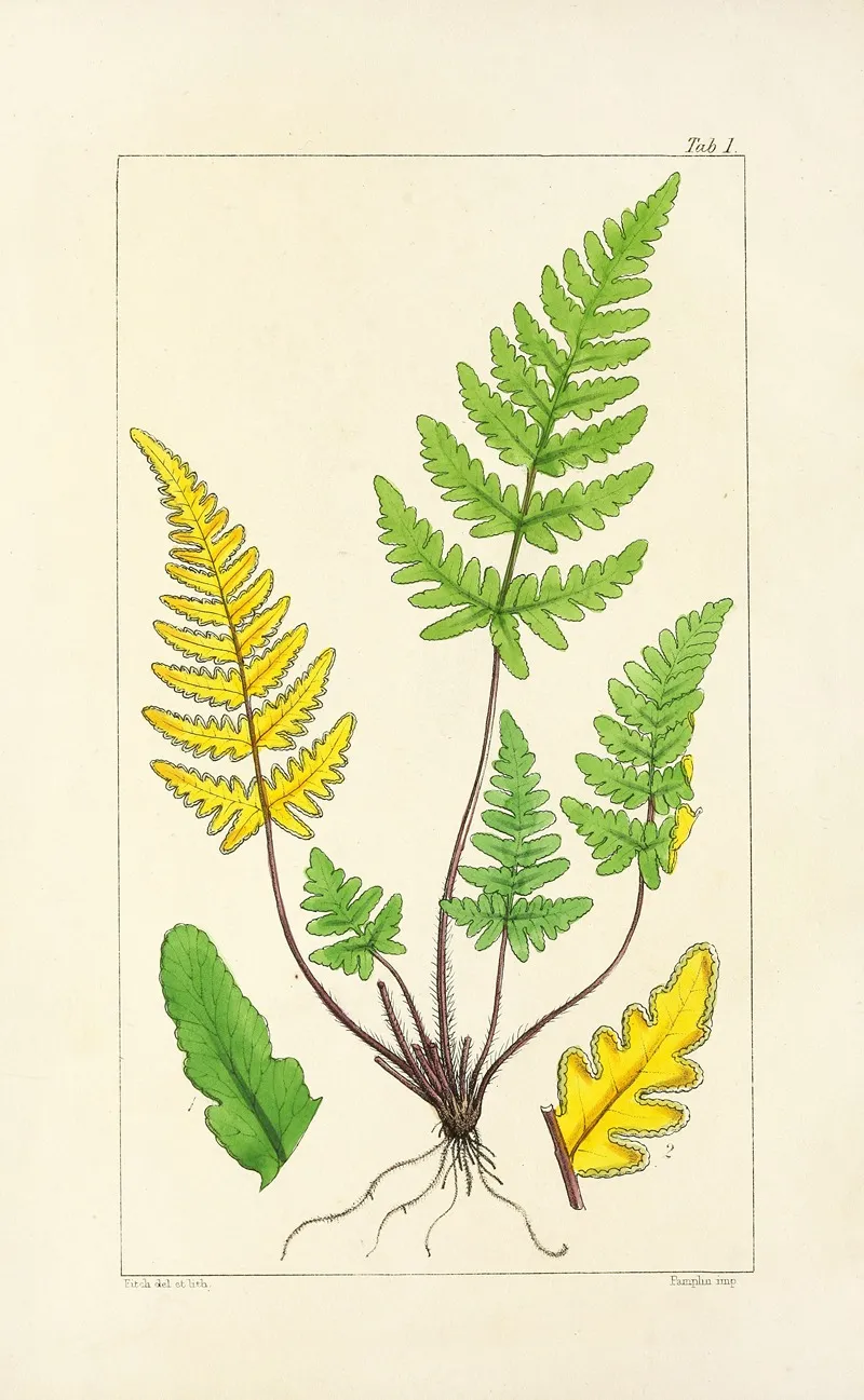 A Century Of Ferns Pl 01 Wall Art by William Jackson Hooker - High-Resolution Digital Print