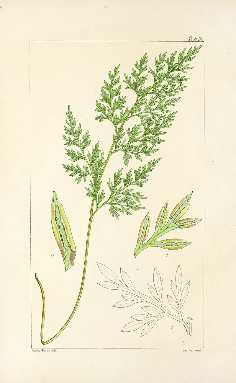 A Century Of Ferns Pl 02 Wall Art by William Jackson Hooker - High-Resolution Digital Print
