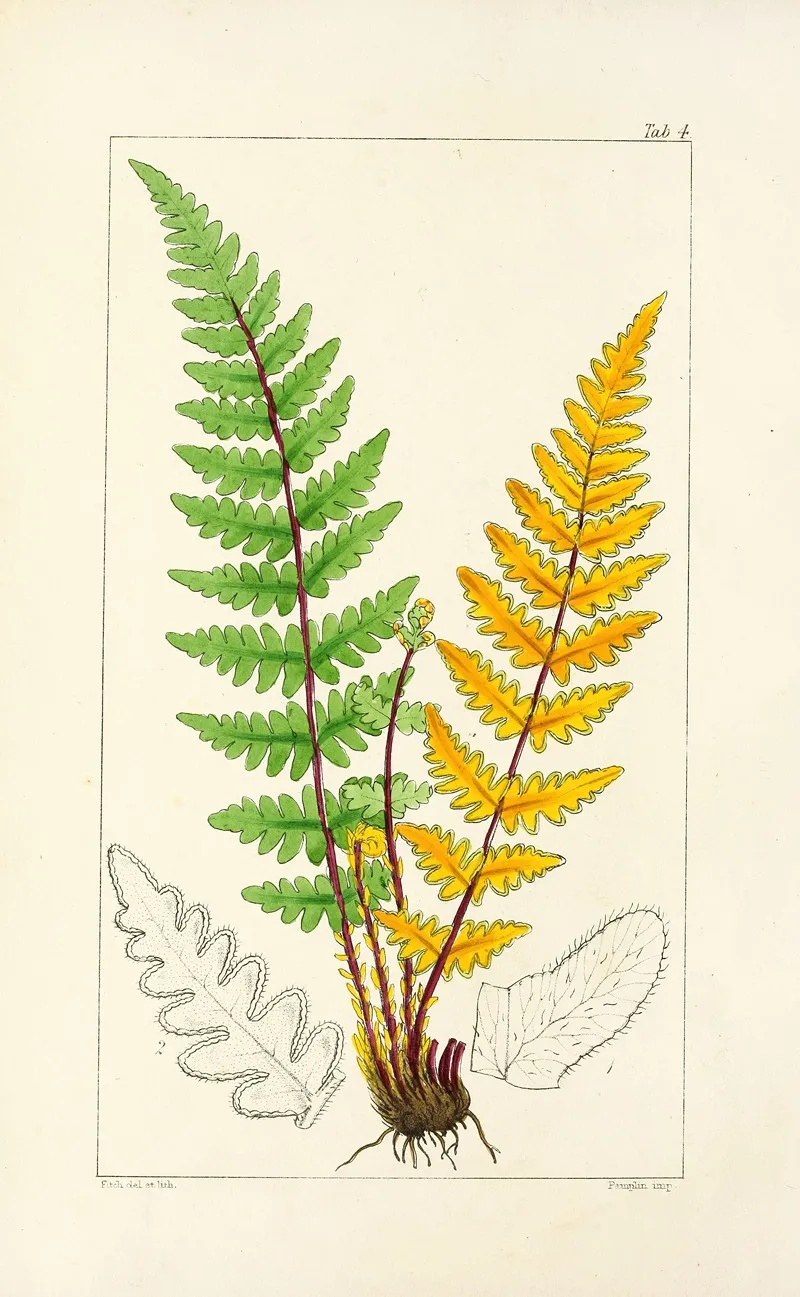 A Century Of Ferns Pl 04 Wall Art by William Jackson Hooker - High-Resolution Digital Print