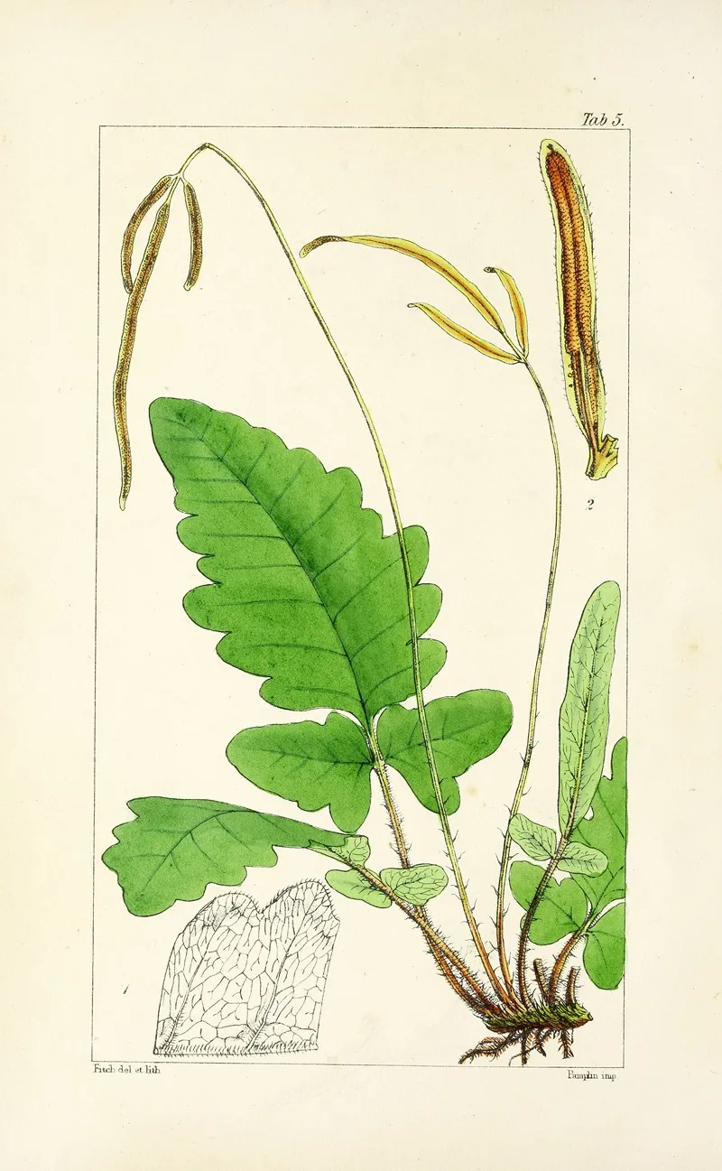 A Century Of Ferns Pl 05 Wall Art by William Jackson Hooker - High-Resolution Digital Print