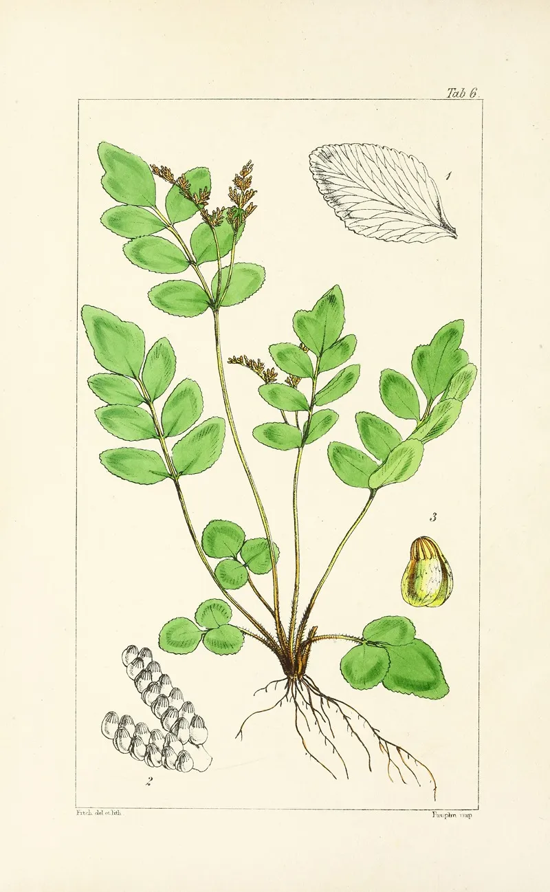 A Century Of Ferns Pl 06 Wall Art by William Jackson Hooker - High-Resolution Digital Print