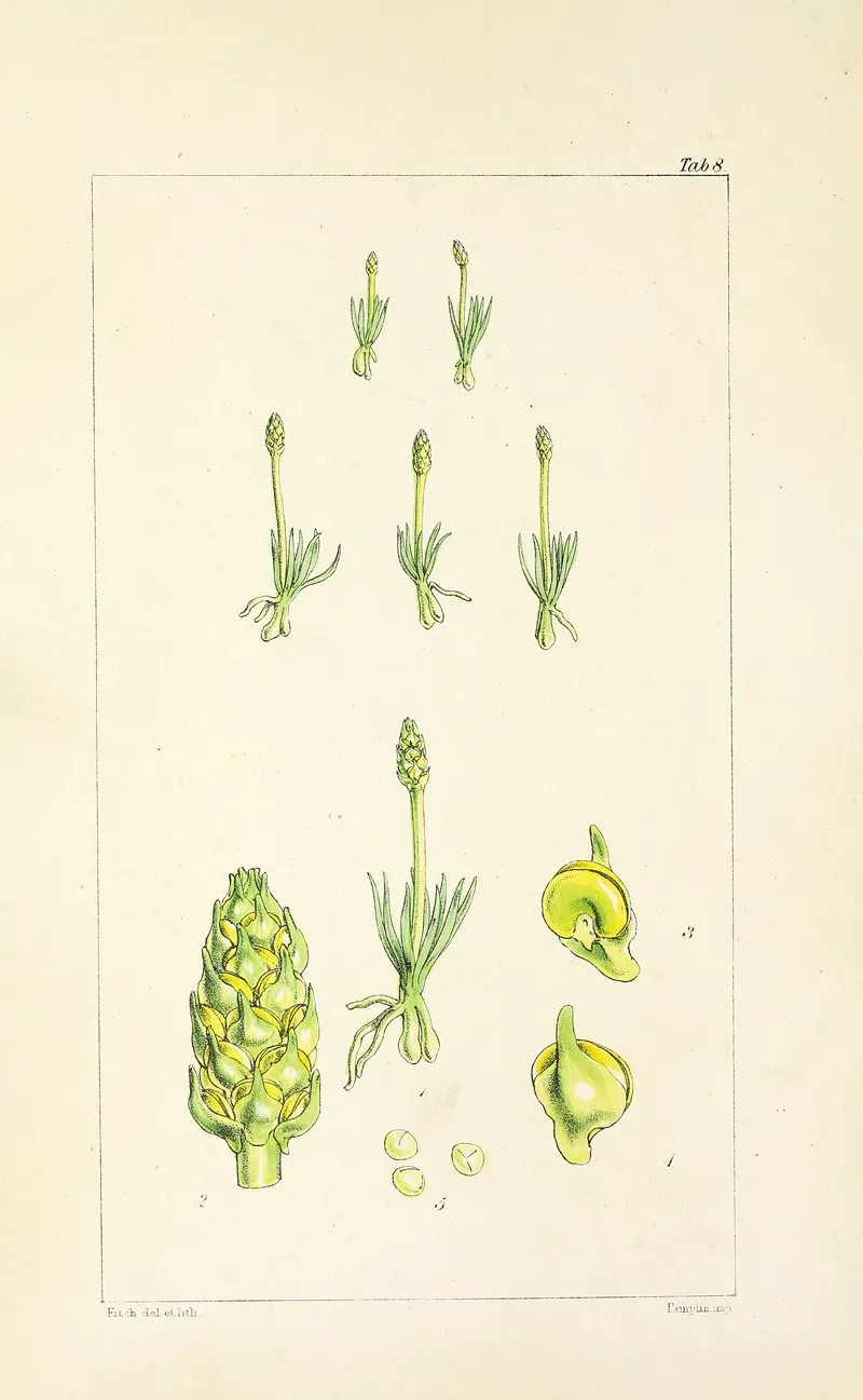 A Century Of Ferns Pl 08 Wall Art by William Jackson Hooker - High-Resolution Digital Print