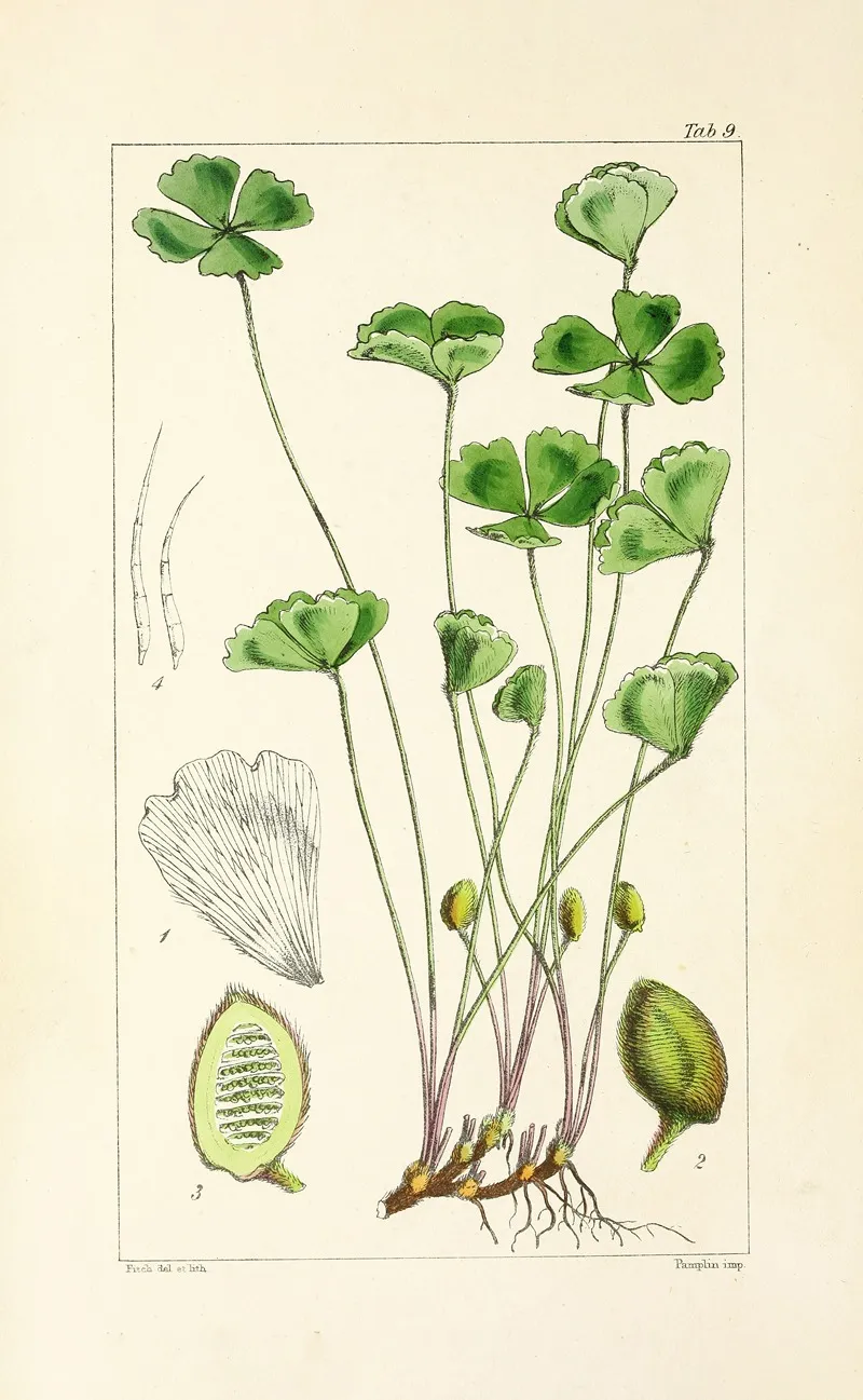 A Century Of Ferns Pl 09 Wall Art by William Jackson Hooker - High-Resolution Digital Print