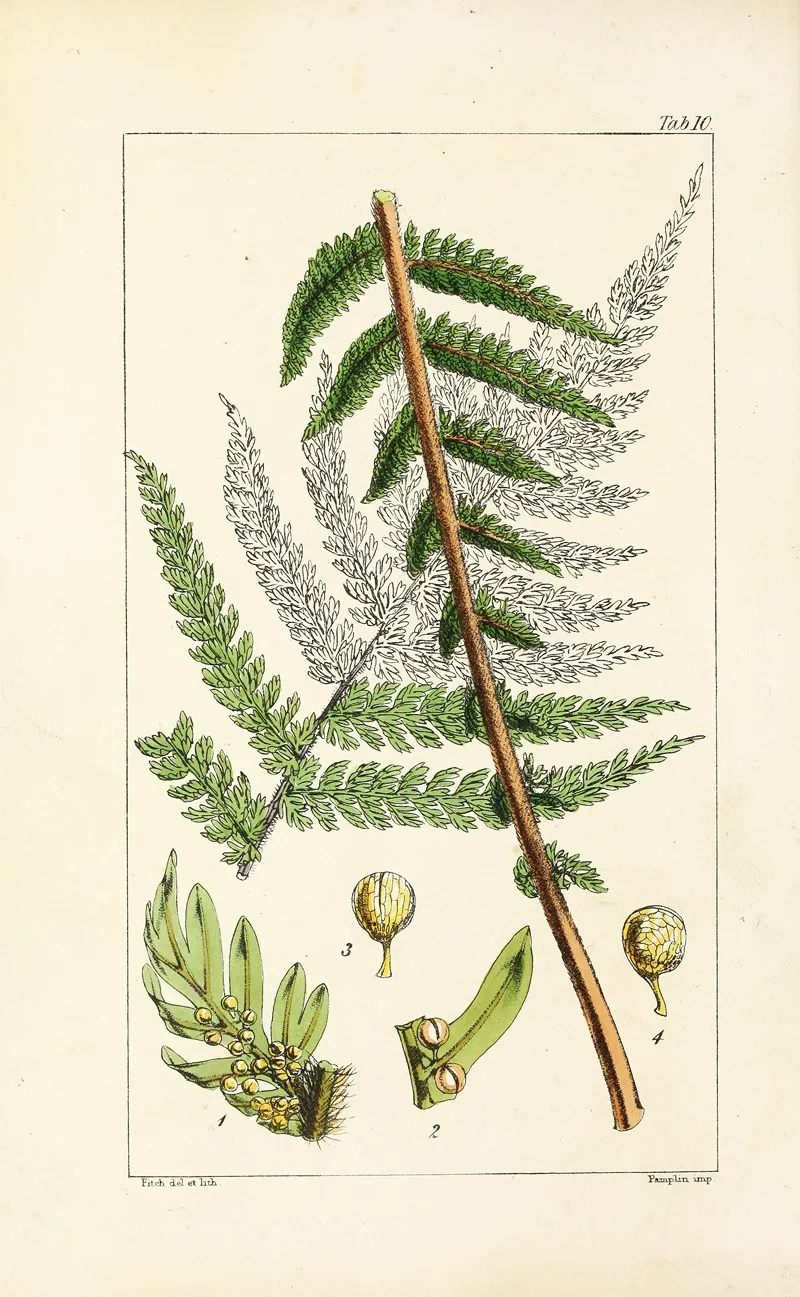 A Century Of Ferns Pl 10 Wall Art by William Jackson Hooker - High-Resolution Digital Print