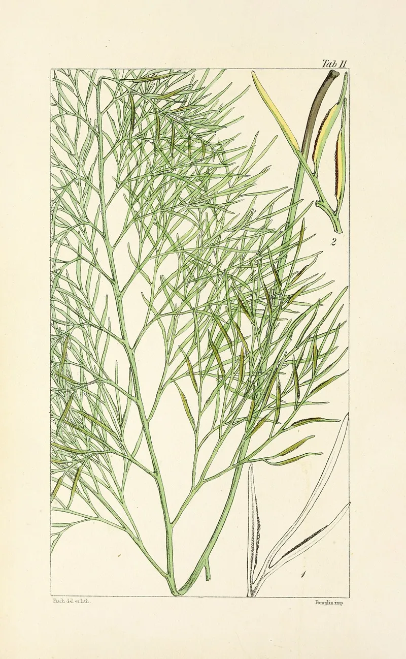 A Century Of Ferns Pl 11 Wall Art by William Jackson Hooker - High-Resolution Digital Print