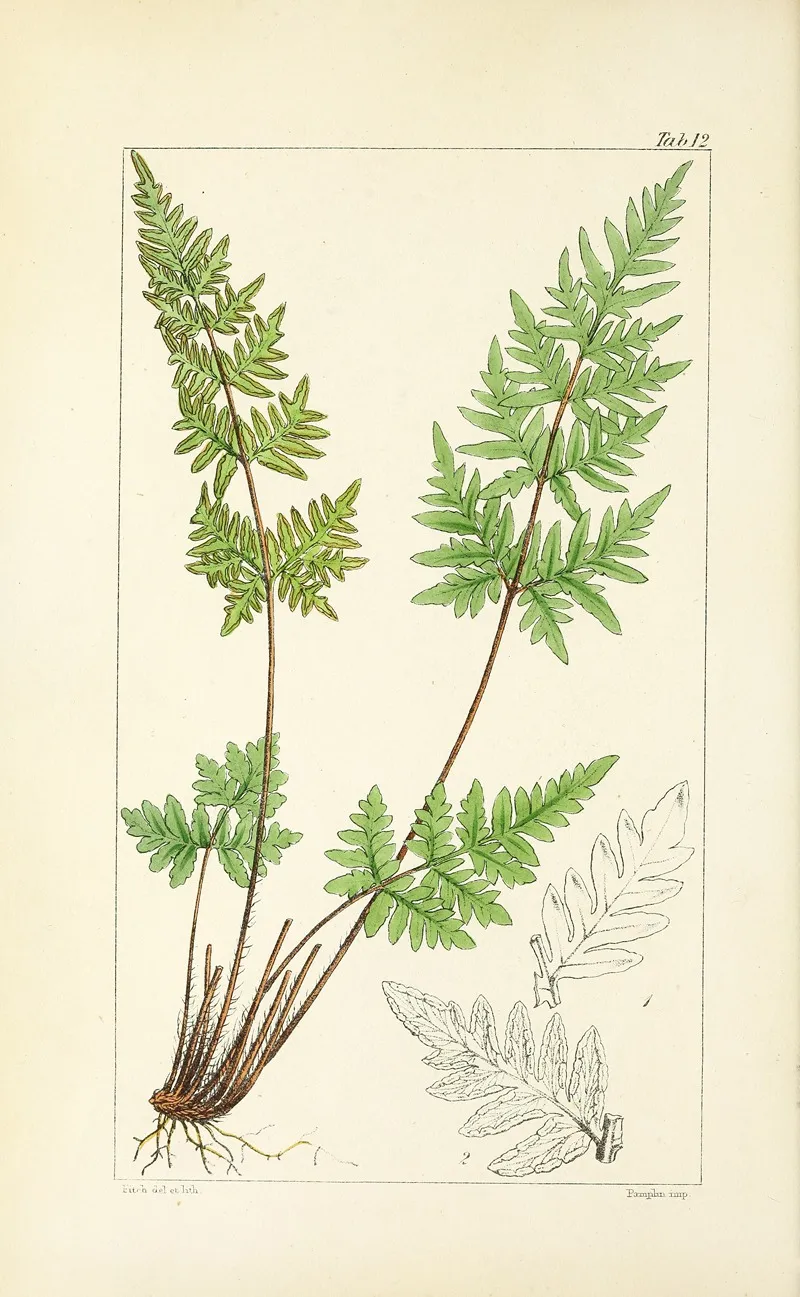 A Century Of Ferns Pl 12 Wall Art by William Jackson Hooker - High-Resolution Digital Print