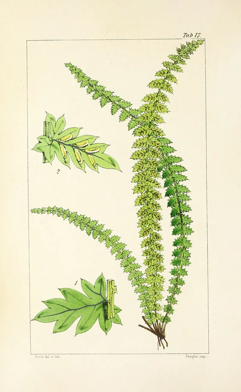 A Century Of Ferns Pl 17 Wall Art by William Jackson Hooker - High-Resolution Digital Print