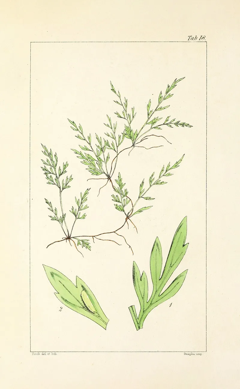 A Century Of Ferns Pl 18 Wall Art by William Jackson Hooker - High-Resolution Digital Print