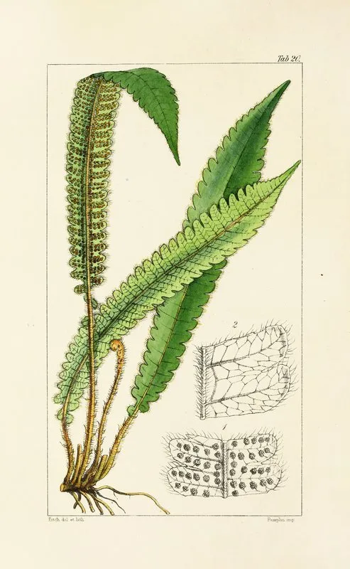A Century Of Ferns Pl 20 Wall Art by William Jackson Hooker - High-Resolution Digital Print