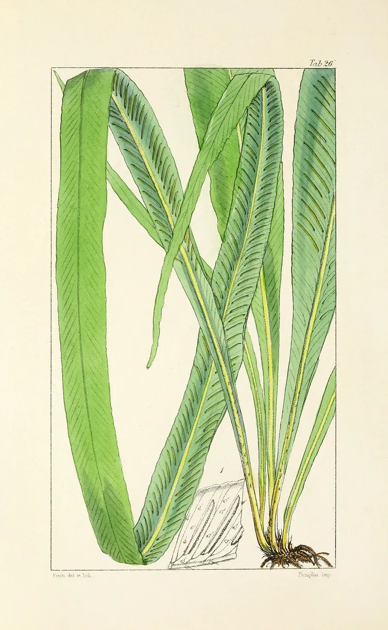 A Century Of Ferns Pl 26 Wall Art by William Jackson Hooker - High-Resolution Digital Print