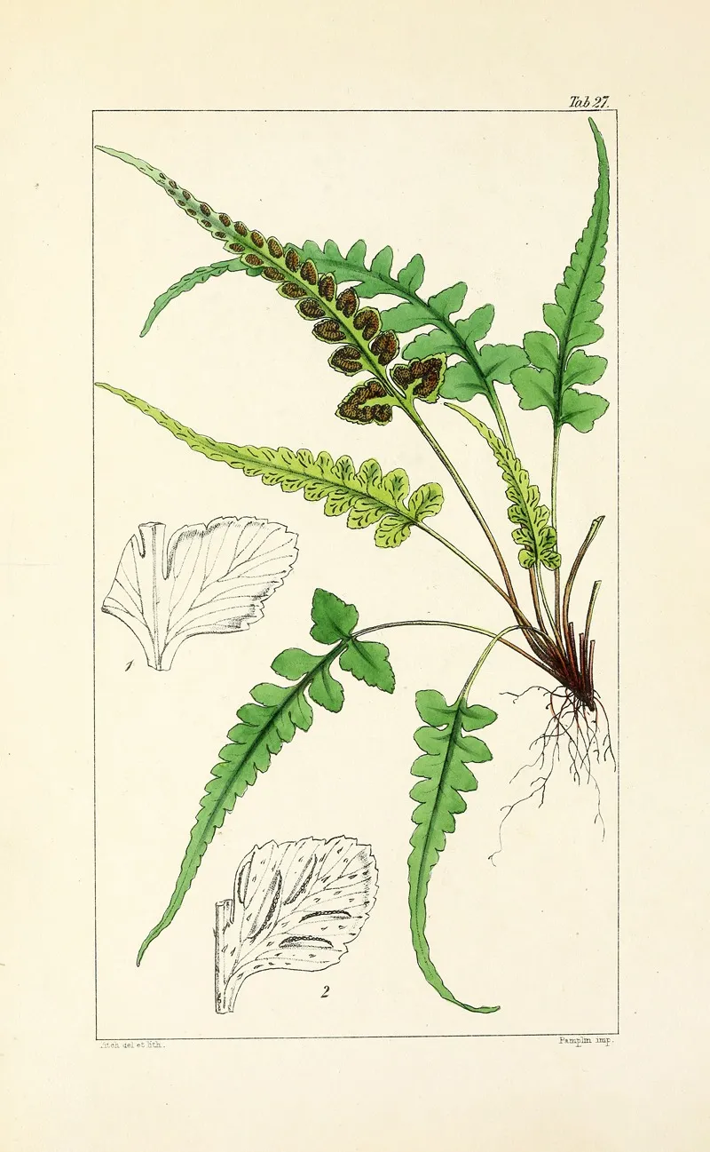 A Century Of Ferns Pl 27 Wall Art by William Jackson Hooker - High-Resolution Digital Print