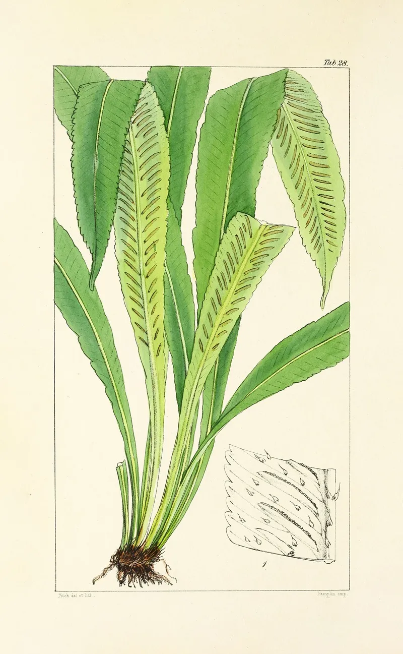 A Century Of Ferns Pl 28 Wall Art by William Jackson Hooker - High-Resolution Digital Print