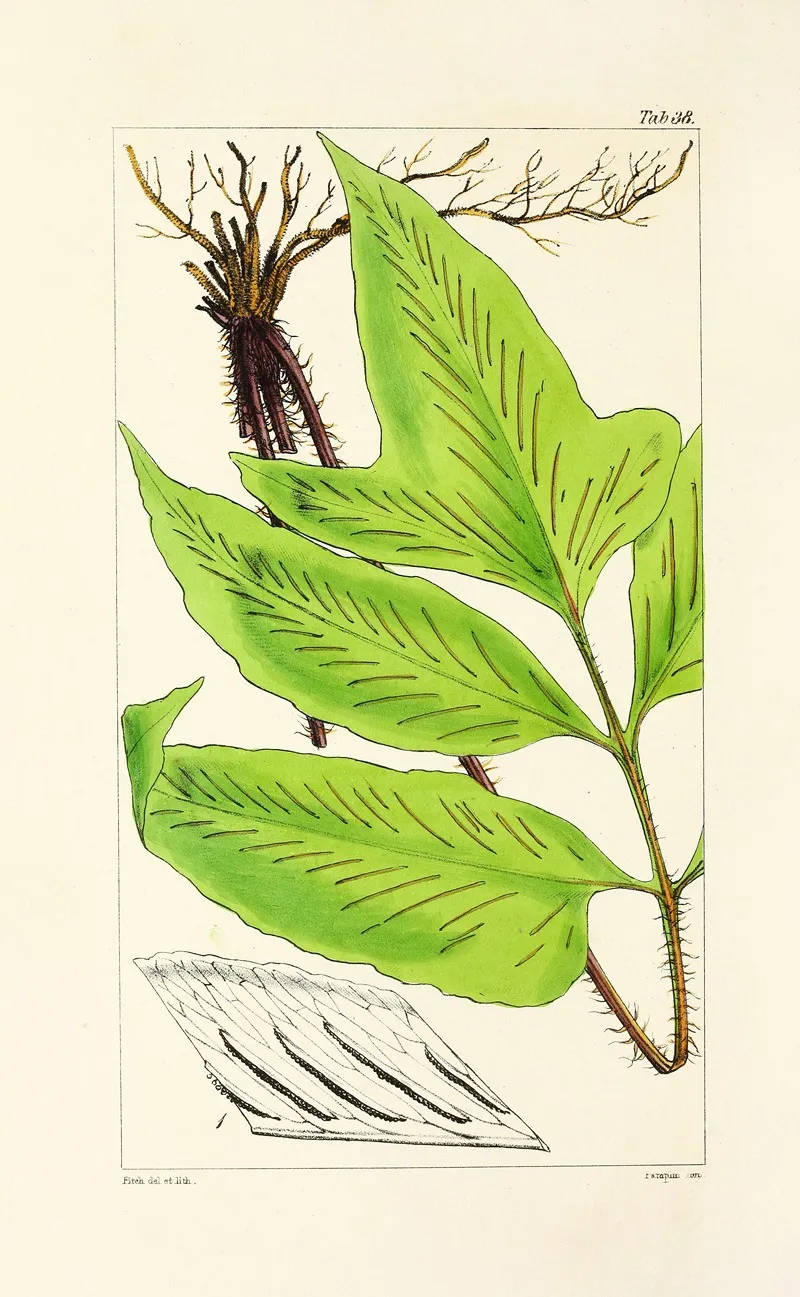 A Century Of Ferns Pl 38 Wall Art by William Jackson Hooker - High-Resolution Digital Print