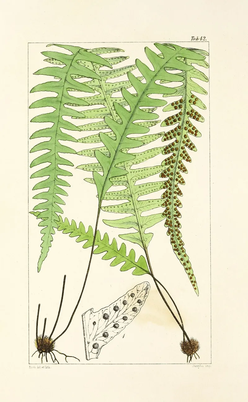 A Century Of Ferns Pl 40 Wall Art by William Jackson Hooker - High-Resolution Digital Print