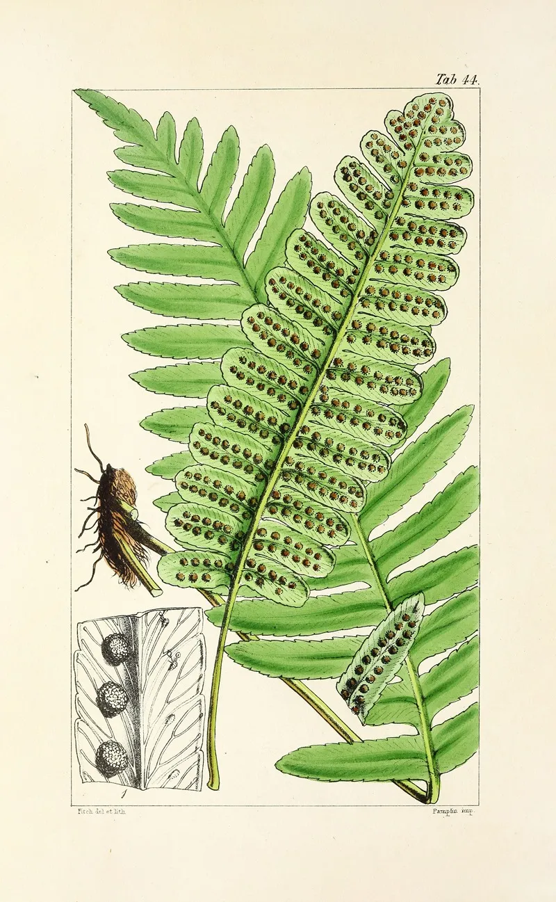 A Century Of Ferns Pl 42 Wall Art by William Jackson Hooker - High-Resolution Digital Print