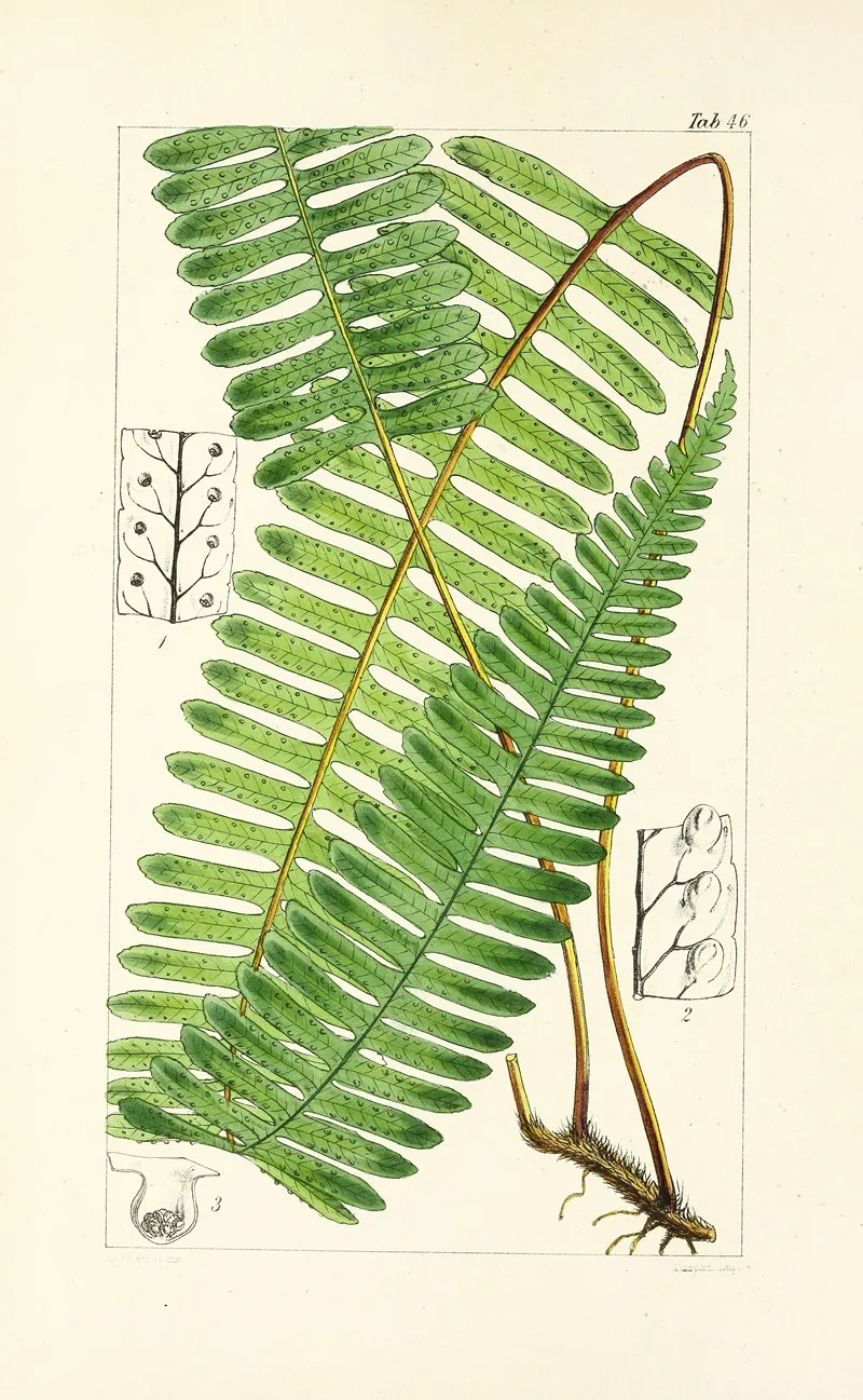A Century Of Ferns Pl 44 Wall Art by William Jackson Hooker - High-Resolution Digital Print