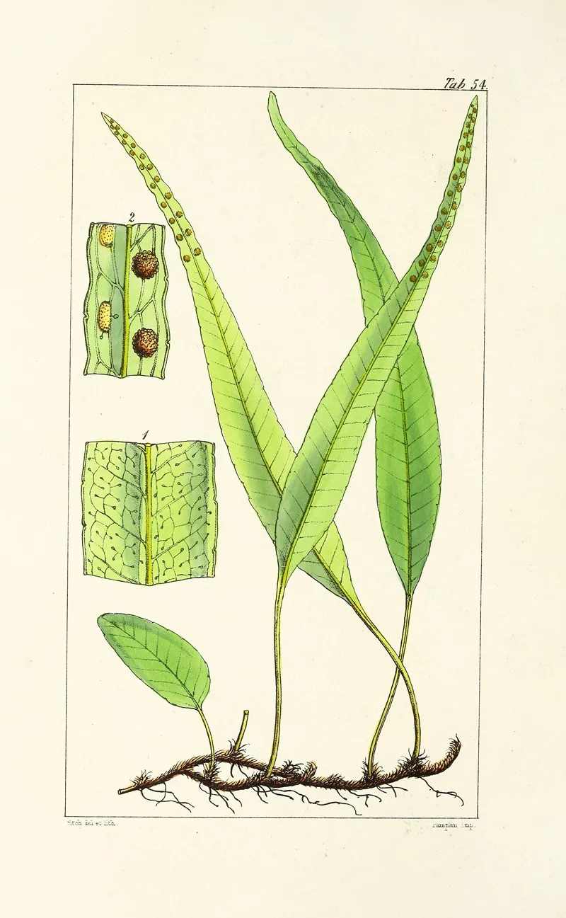 A Century Of Ferns Pl 52 Wall Art by William Jackson Hooker - High-Resolution Digital Print