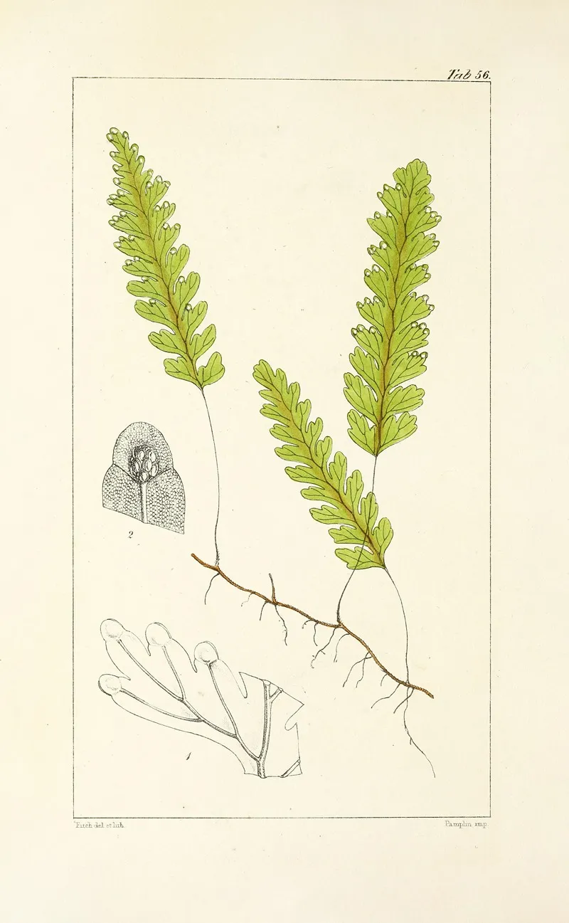 A Century Of Ferns Pl 54 Wall Art by William Jackson Hooker - High-Resolution Digital Print