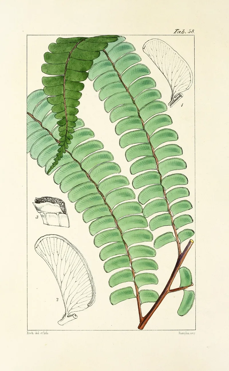A Century Of Ferns Pl 56 Wall Art by William Jackson Hooker - High-Resolution Digital Print