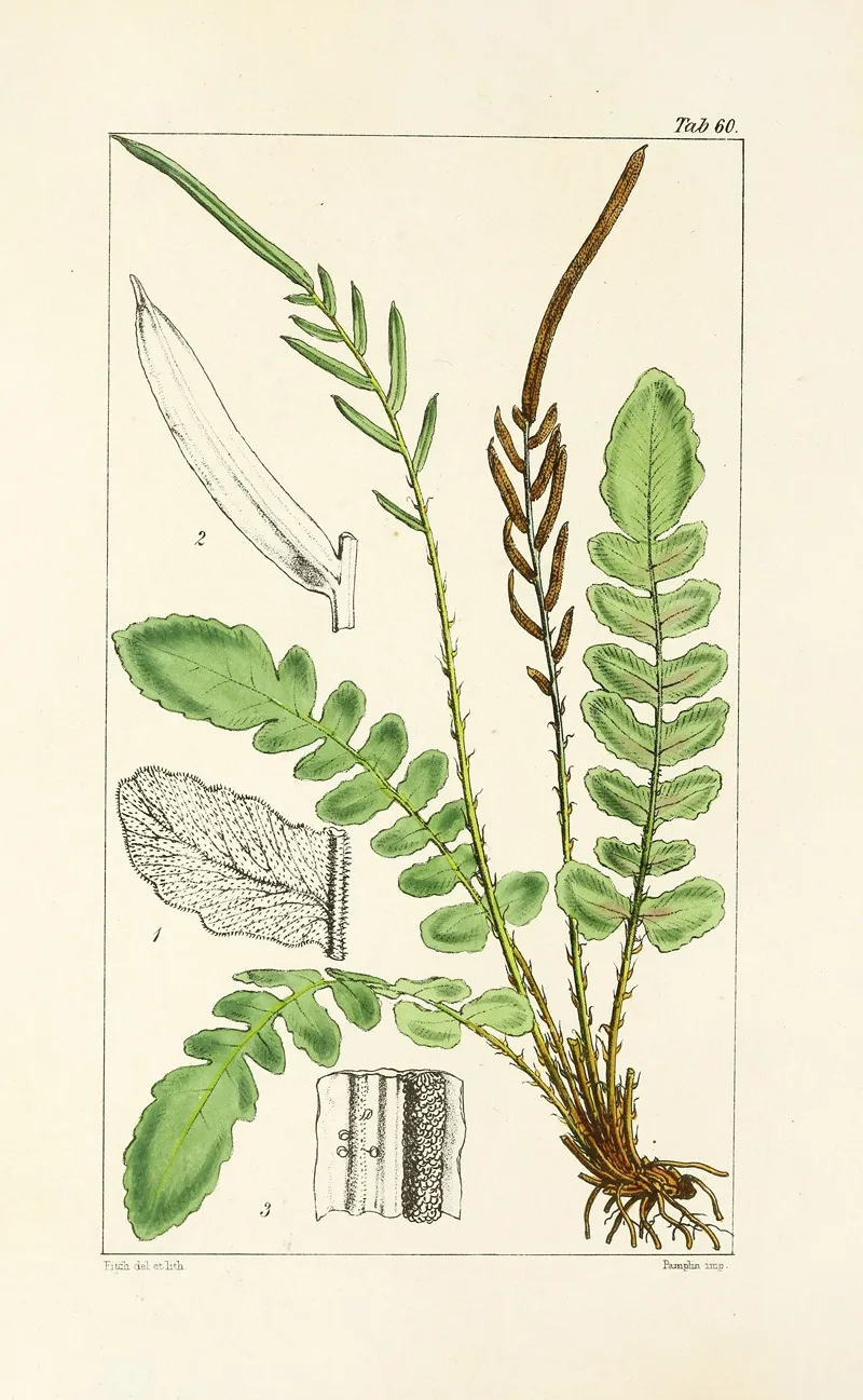 A Century Of Ferns Pl 58 Wall Art by William Jackson Hooker - High-Resolution Digital Print