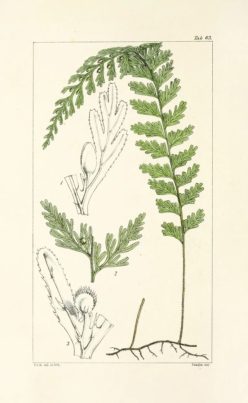 A Century Of Ferns Pl 61 Wall Art by William Jackson Hooker - High-Resolution Digital Print