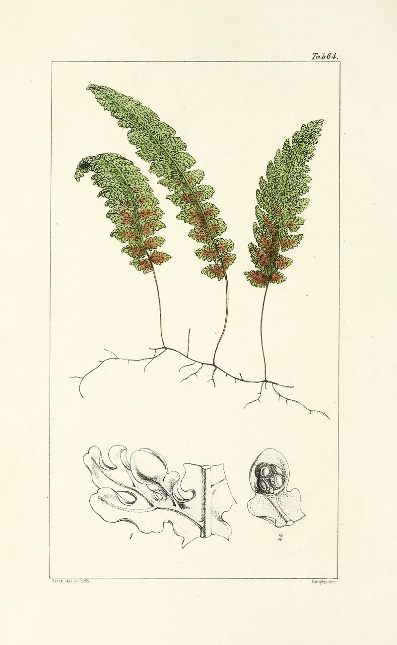 A Century Of Ferns Pl 62 Wall Art by William Jackson Hooker - High-Resolution Digital Print