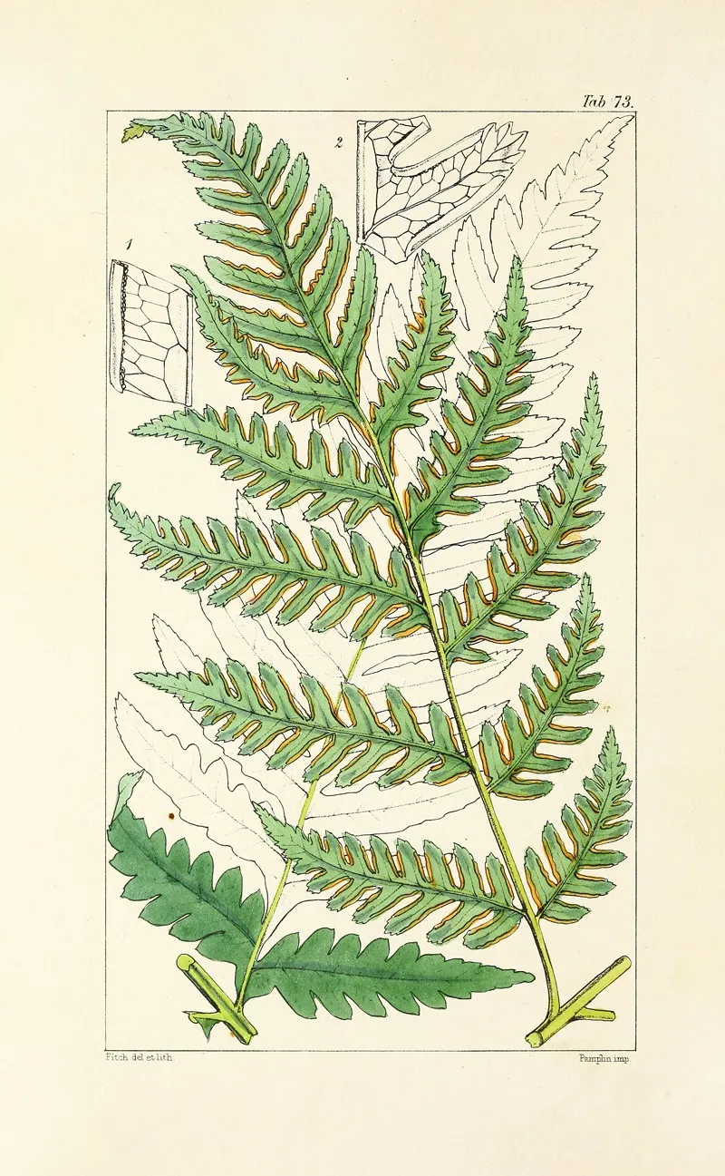 A Century Of Ferns Pl 69 Wall Art by William Jackson Hooker - High-Resolution Digital Print